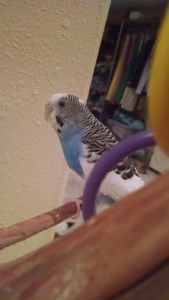 Roosevelt Polk Kennedy