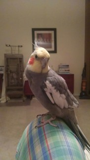 IMG_20150813_202406226