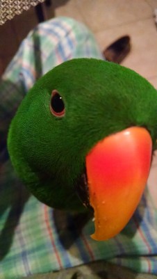 IMG_20151215_082540816