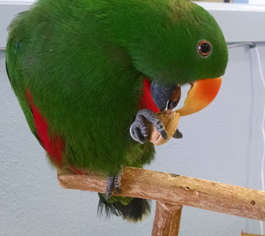 Louie the nut with his nut.