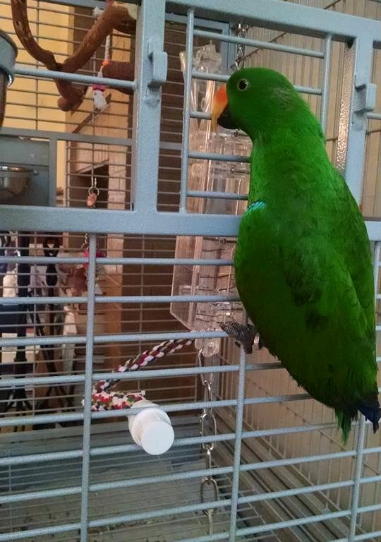 Louie explores his cage.