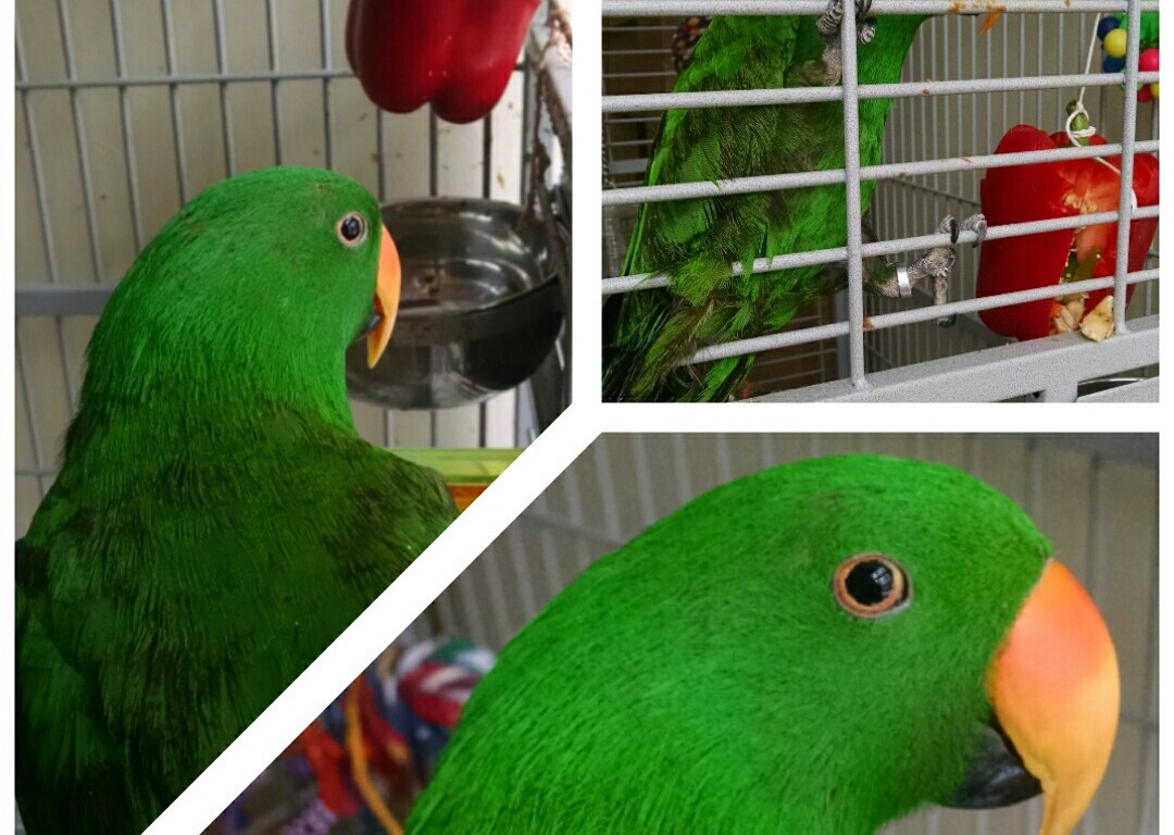 Louie, unimpressed with his foraging toy.