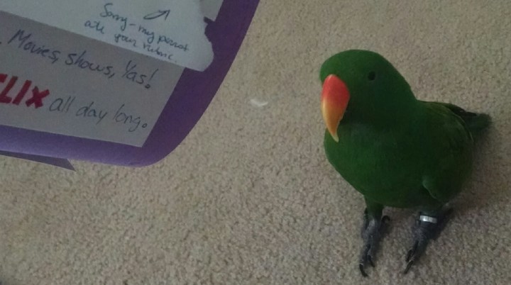 myparrotateyourrubric