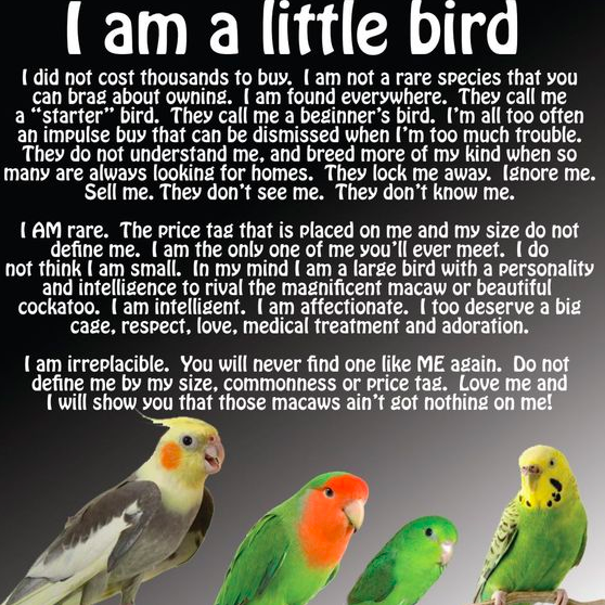 “I am a little bird.”