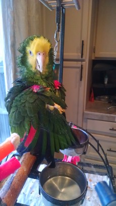 IMG_20160625_161645394