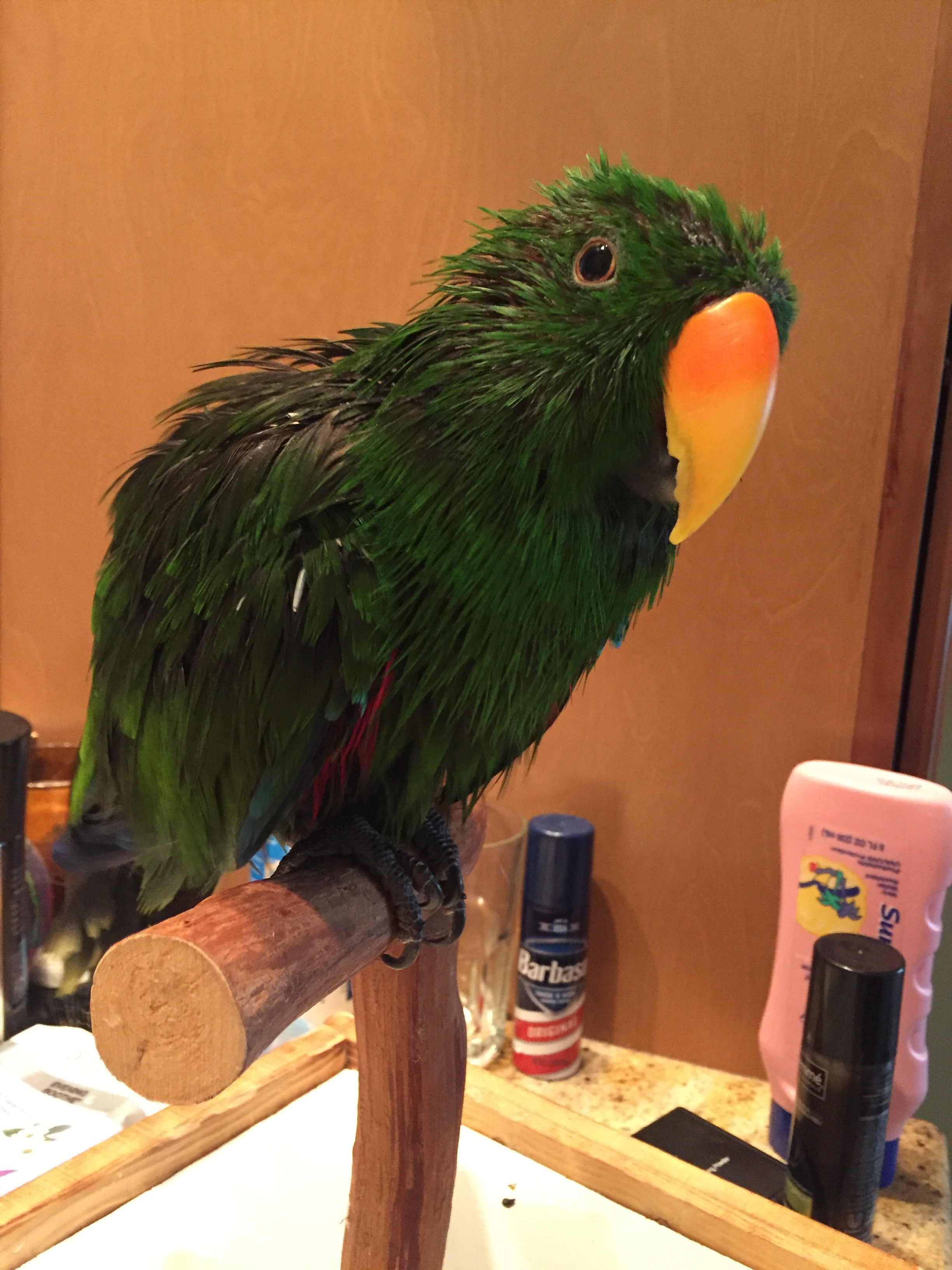 Eclectus Mojo Moult: A Picture of Pinfeathers