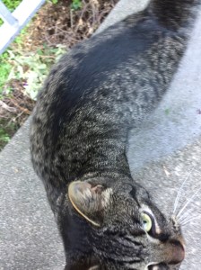 This is an example of a tag. A cat wanted to be petted during my hike!