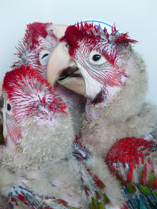A Parrot: The Forever Two-Year-Old