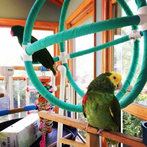 An amazon and an eclectus parrot hang out on two playgyms.