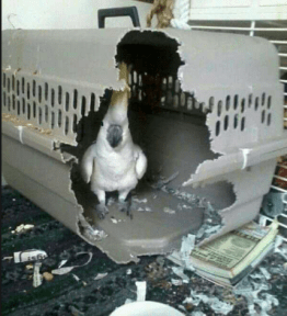 Screen Shot 2018-05-03 at 12.29.20 PM