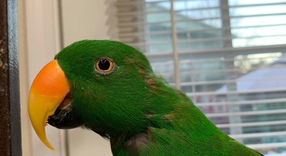 An image of a severe mojo molt on the head and chin of an eclectus parrot. Feather loss around head and chin of an eclectus parrot.